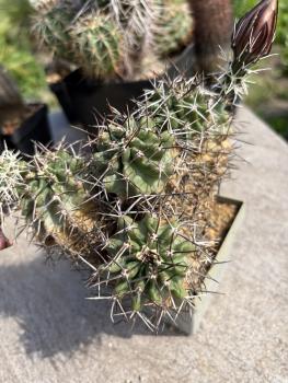 Echinocereus hempelii